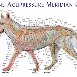 Dog Meridian Chart - 8.5 x 11 inch